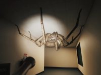 Huntsman — Release Date